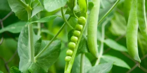 What Are Simple Cooking Tips for Spring Produce Like Peas?