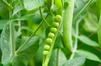 What Are Simple Cooking Tips for Spring Produce Like Peas?