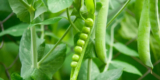 What Are Simple Cooking Tips for Spring Produce Like Peas?